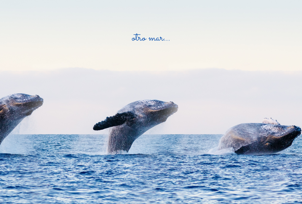 Al levar anclas, tenemos la posibilidad de llegar a otro mar mar, como el Pacífico, en donde hallamos maravillas como las ballenas jorobadas. Otro mar siempre espera